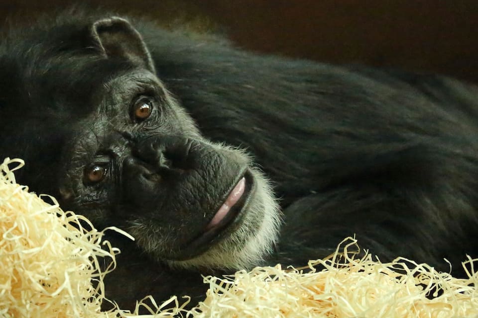 A gorilla lying on straw.