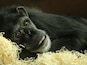 The lovely chimpanzees called Freddy taking it easy.