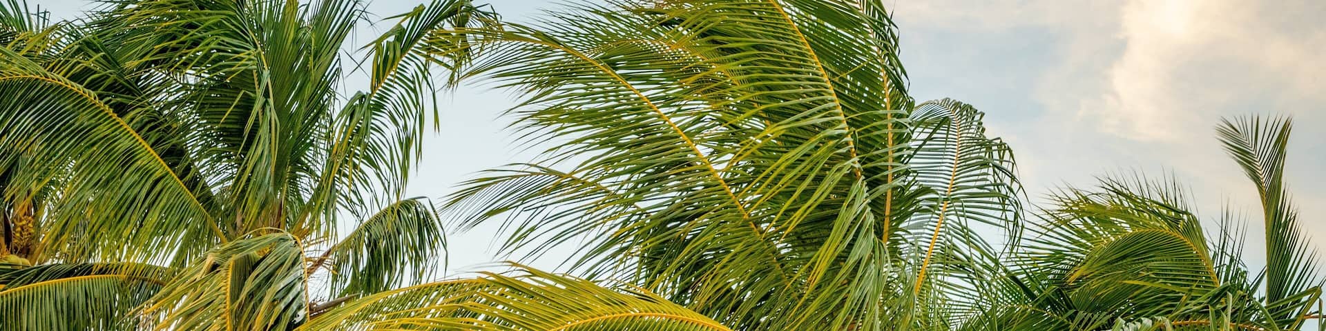 Sugarloaf Shores featuring a sunset and tropical scenes