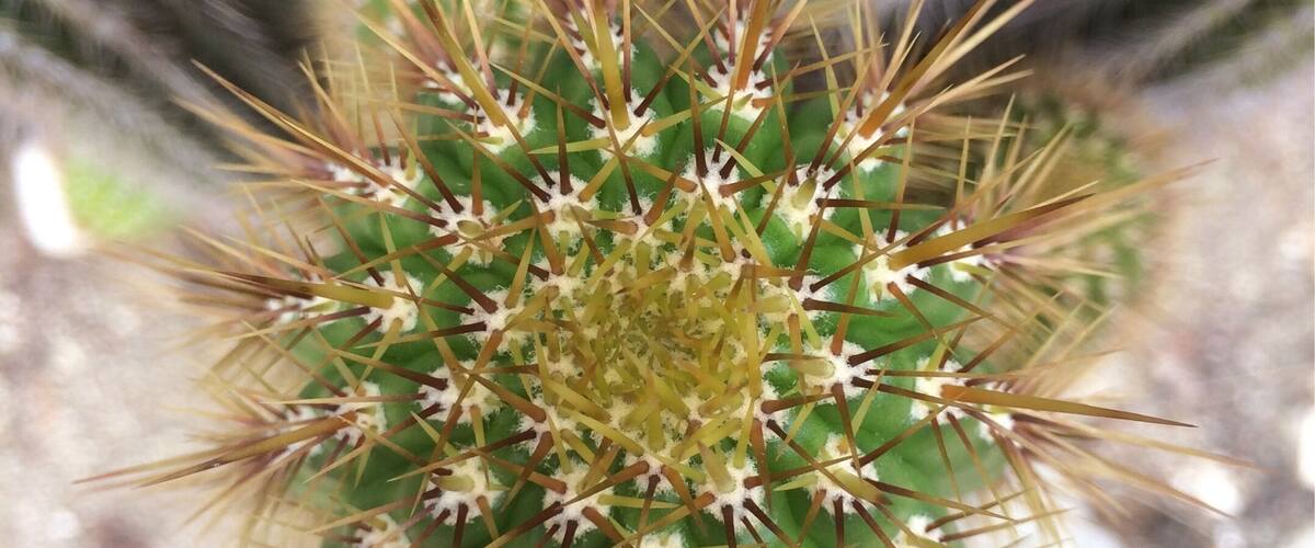 A close-up of a cactus with spines and small flowers.