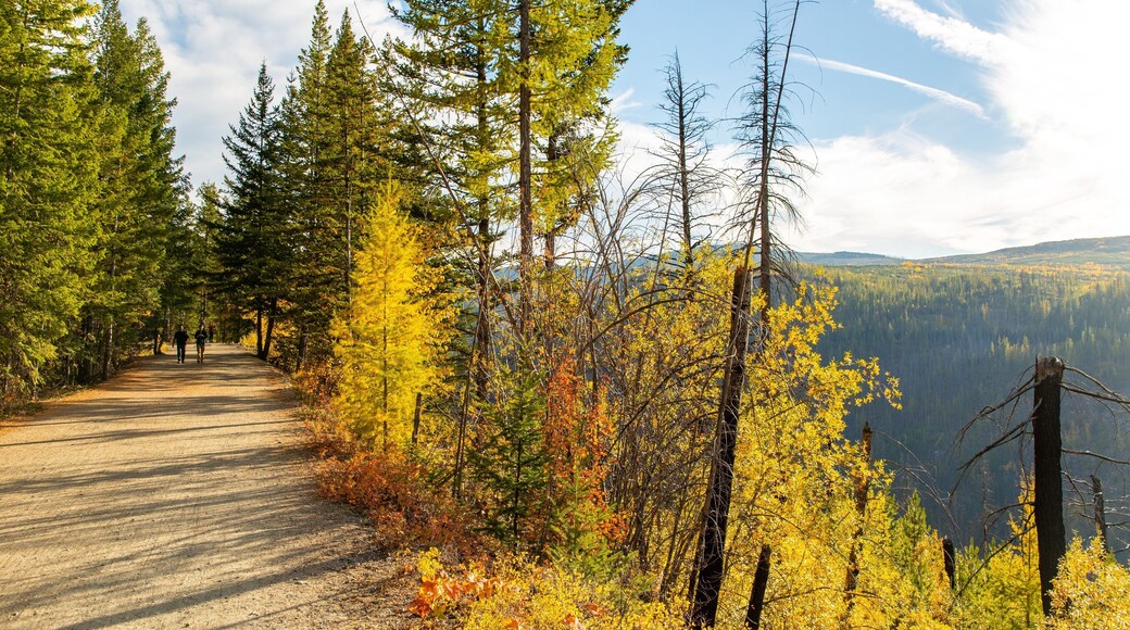 Myra-Bellevue Provincial Park showing tranquil scenes and forests