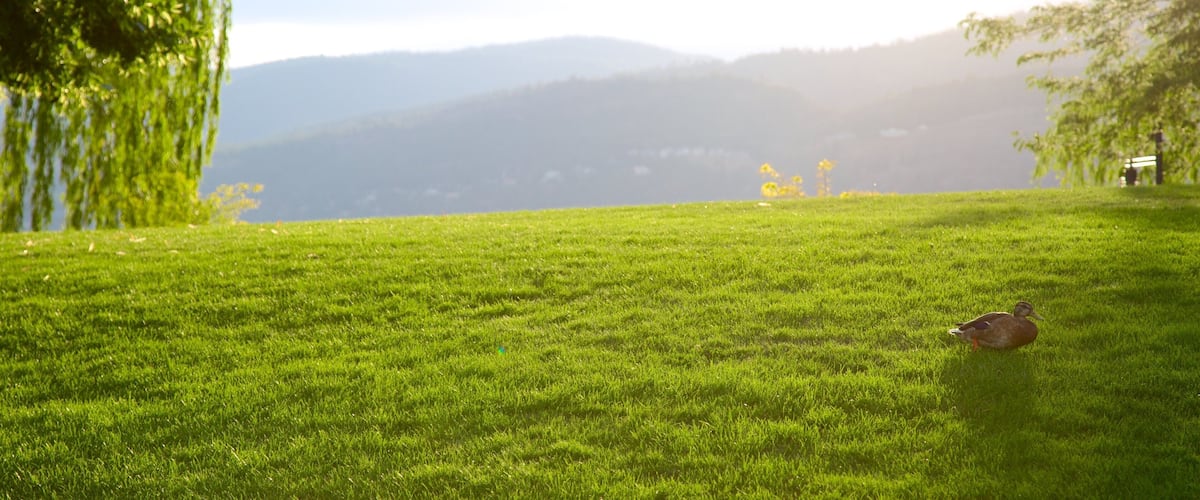 A grassy field with a duck, trees, and distant mountains.