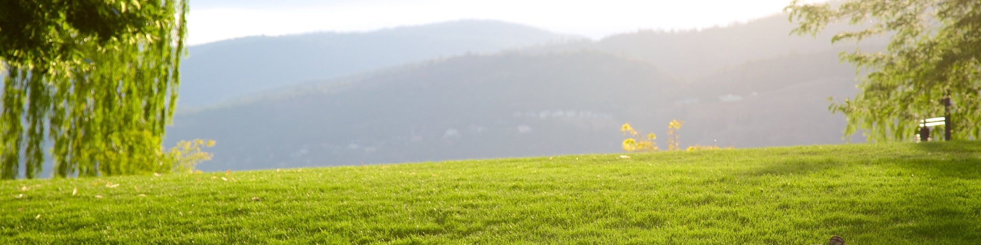 A grassy field with a duck, trees, and distant mountains.