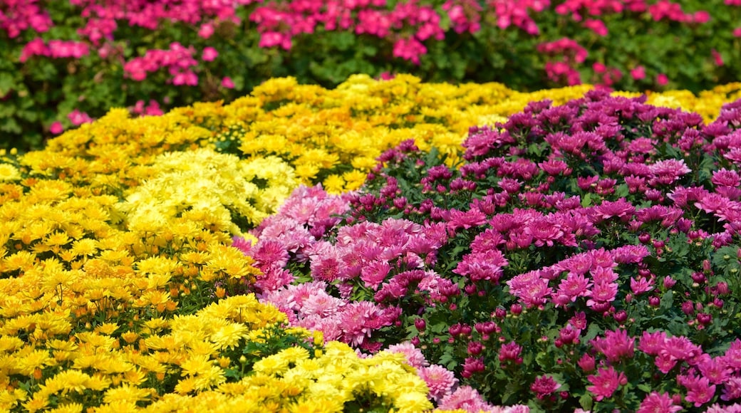 国花叻差弗国家公园