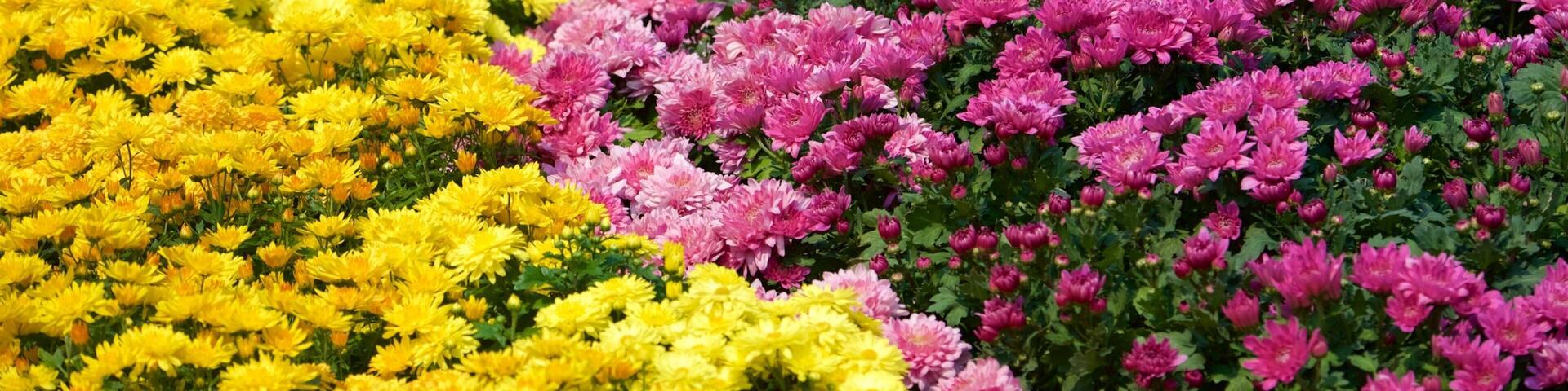 Royal Flora Ratchaphruek National Park mostrando flores