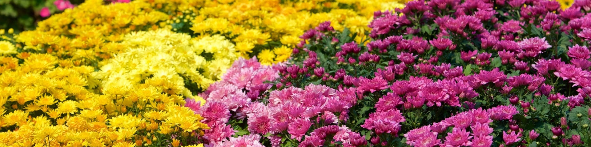 Royal Flora Ratchaphruek National Park mostrando flores