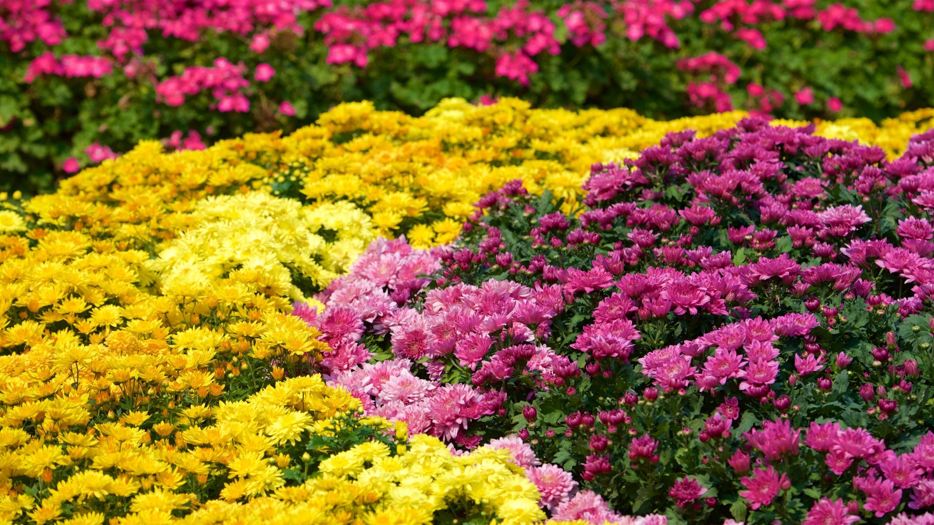 A garden with rows of yellow and pink chrysanthemums.