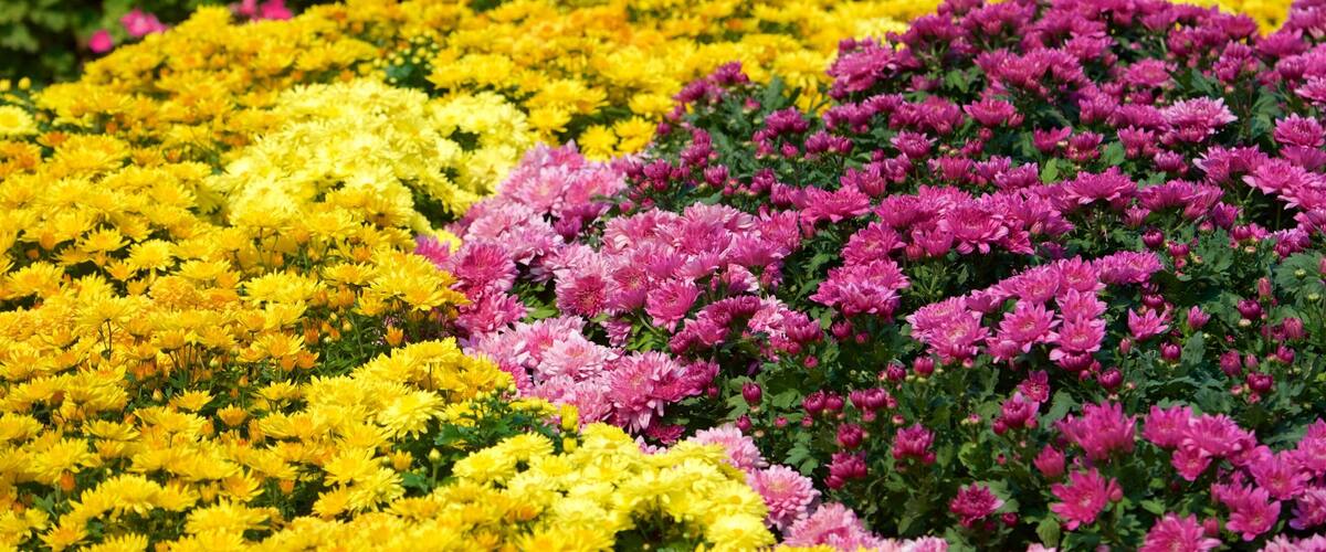 A garden with rows of yellow and pink chrysanthemums.