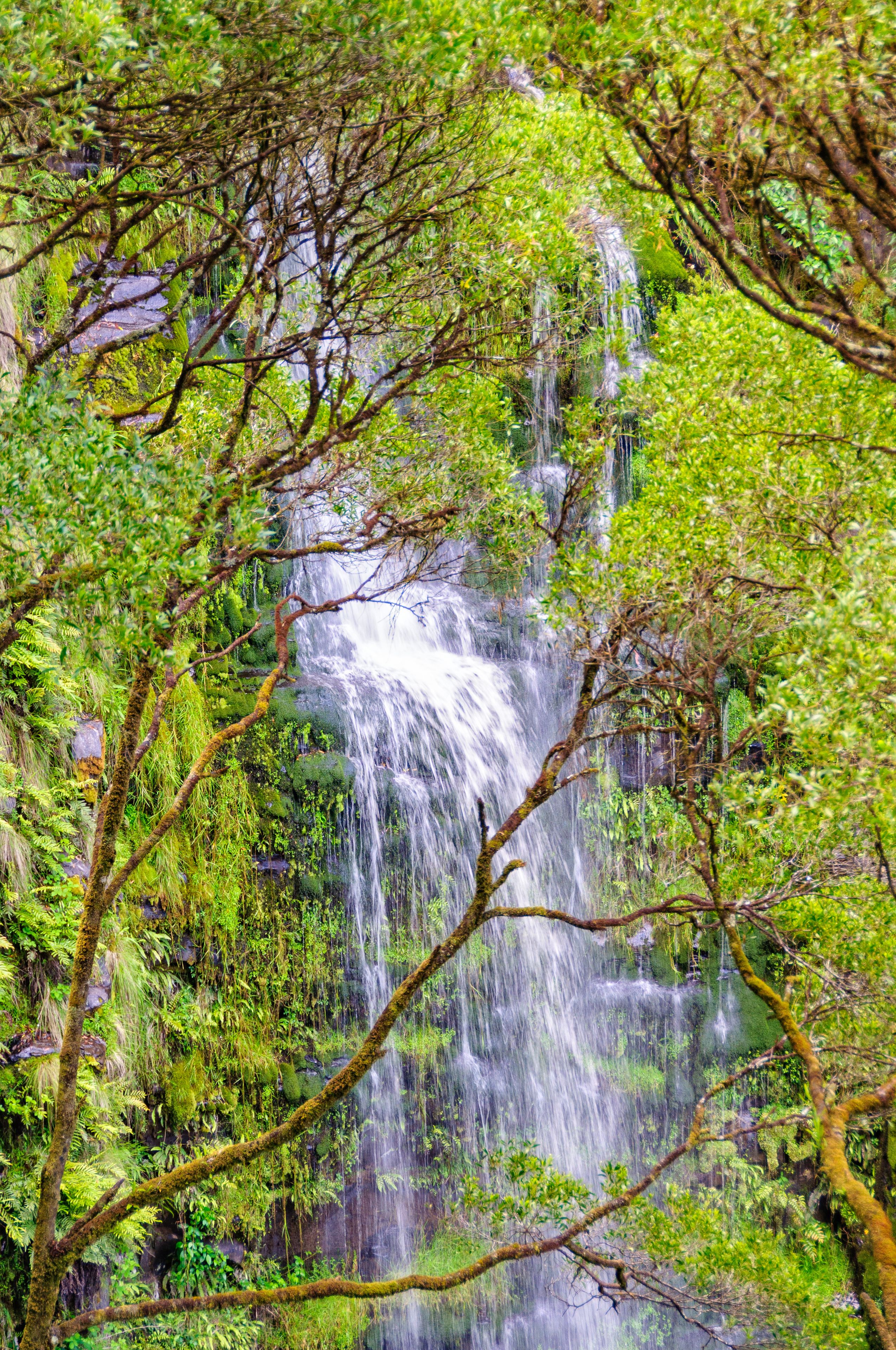 A waterfall surrounded by lush greenery and ferns.