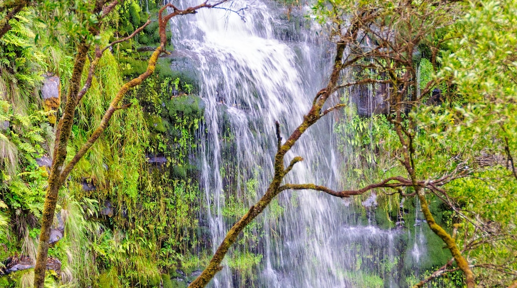 A waterfall surrounded by lush greenery and ferns.