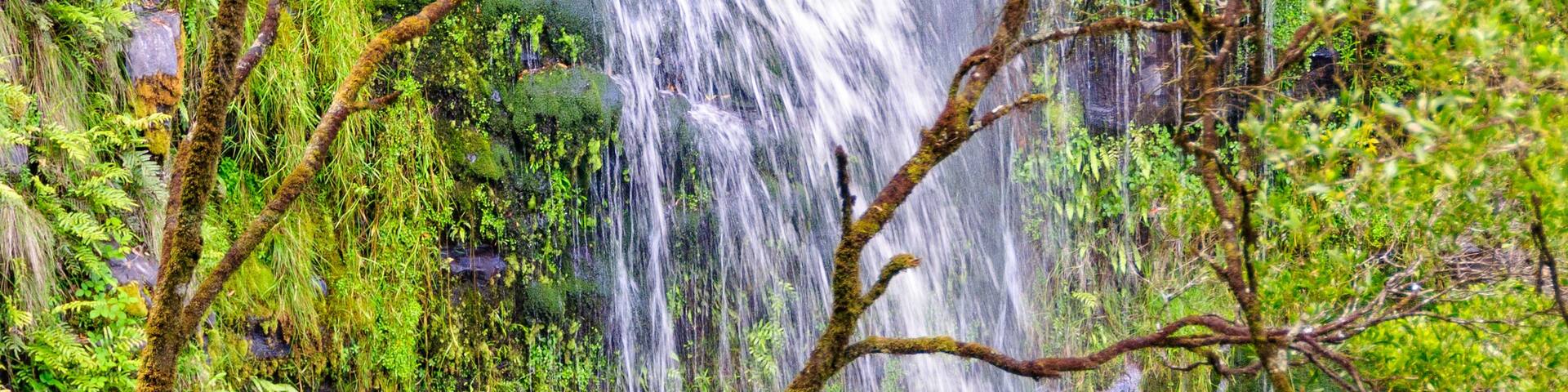 A waterfall surrounded by lush greenery and ferns.
