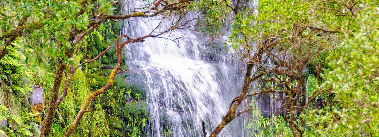 Una cascada rodeada de vegetación exuberante y helechos.