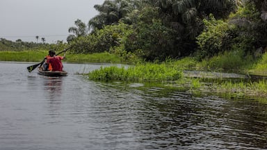 Una persona su una barca in un fiume tranquillo, circondata da vegetazione rigogliosa e palme.