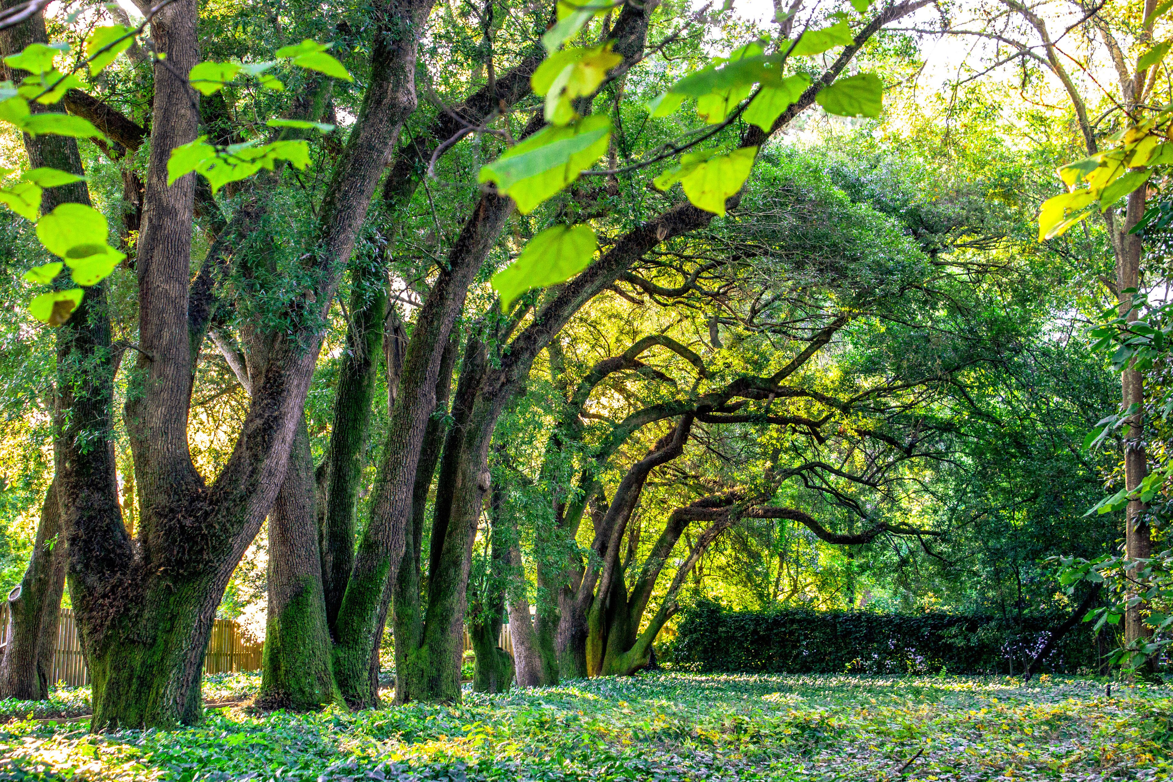 Hopelands Gardens Tree Tunnel
