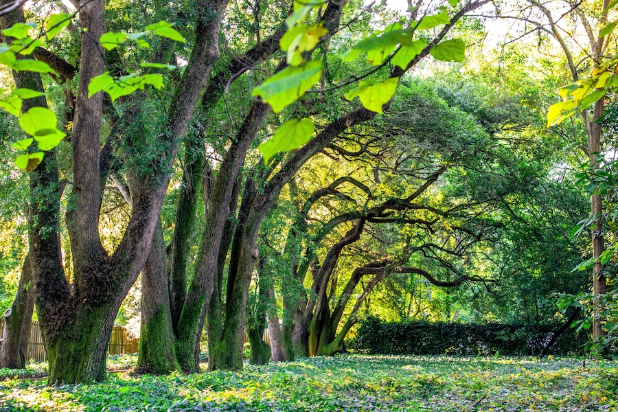 Hopelands Gardens Tree Tunnel