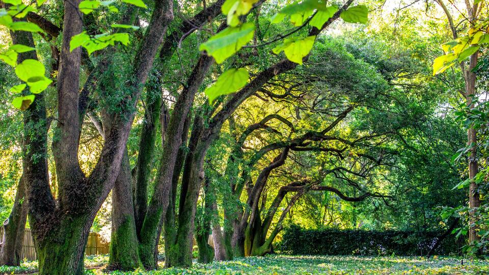 Hopelands Gardens Tree Tunnel