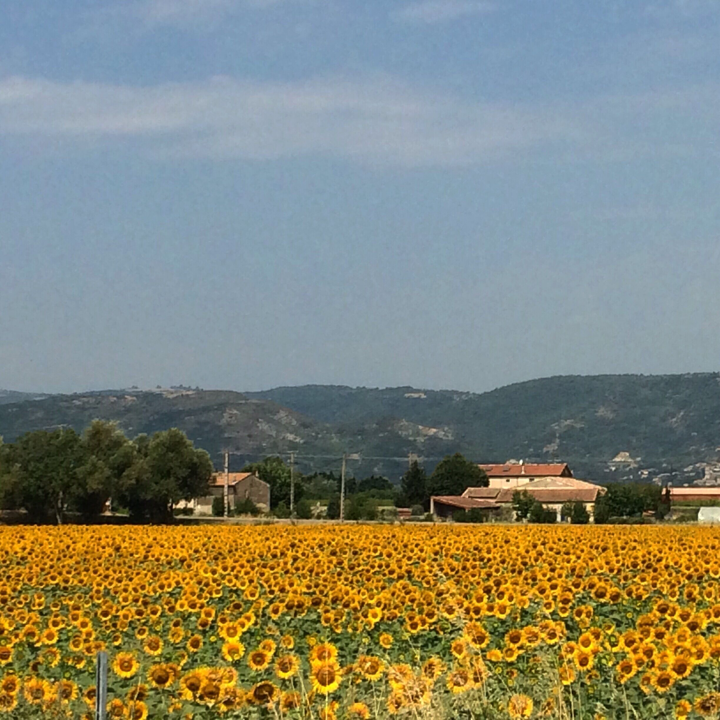 Have your own sun :) Bright and lovely sunflower fields.