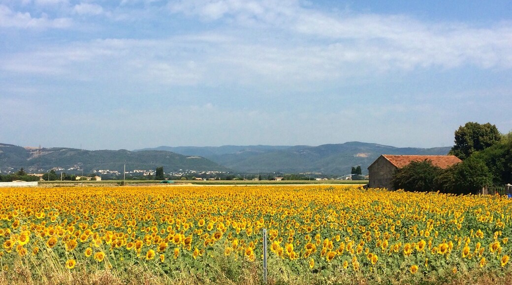 'Intently, witness;
the sea of smiling flowers;
to capture your joy.'
#haikubyphayds #colorful
One amazing drive to do in the summer - Lyon- Marseille- Cannes- Monaco route.