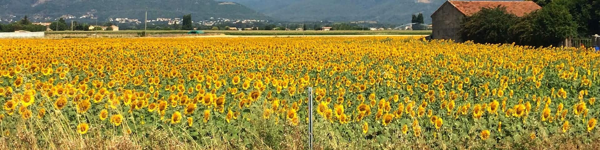 'Intently, witness;
the sea of smiling flowers;
to capture your joy.'
#haikubyphayds #colorful
One amazing drive to do in the summer - Lyon- Marseille- Cannes- Monaco route.