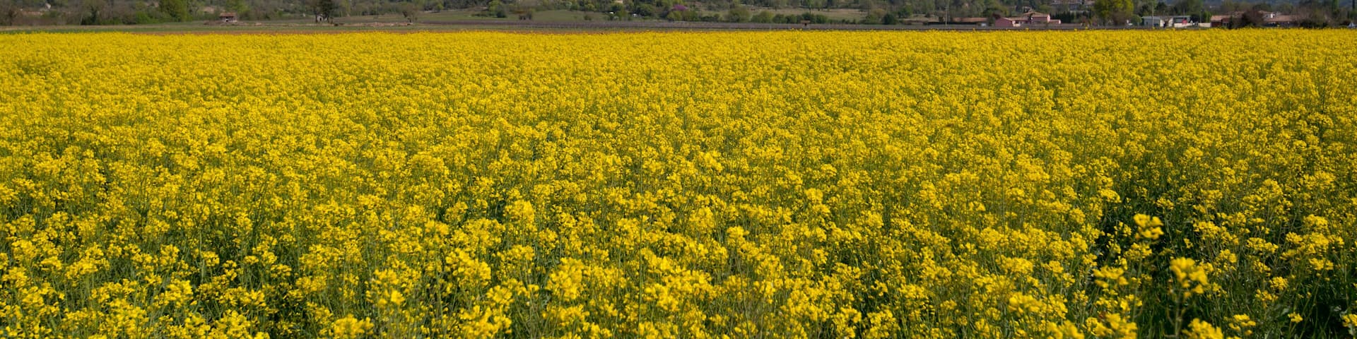 Rapsfeld n der Ardeche
