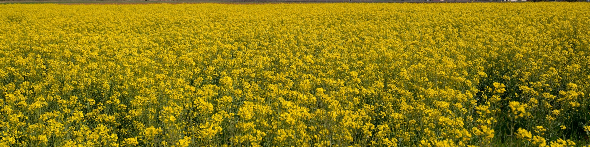 Rapsfeld n der Ardeche