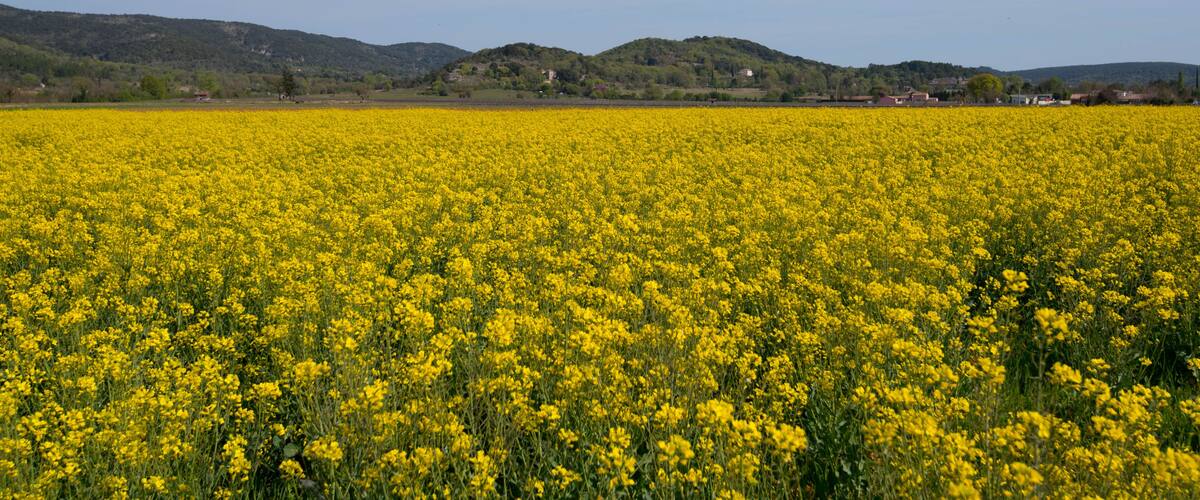 A vast field of yellow flowers, likely canola, with rolling hills and scattered buildings in the background.