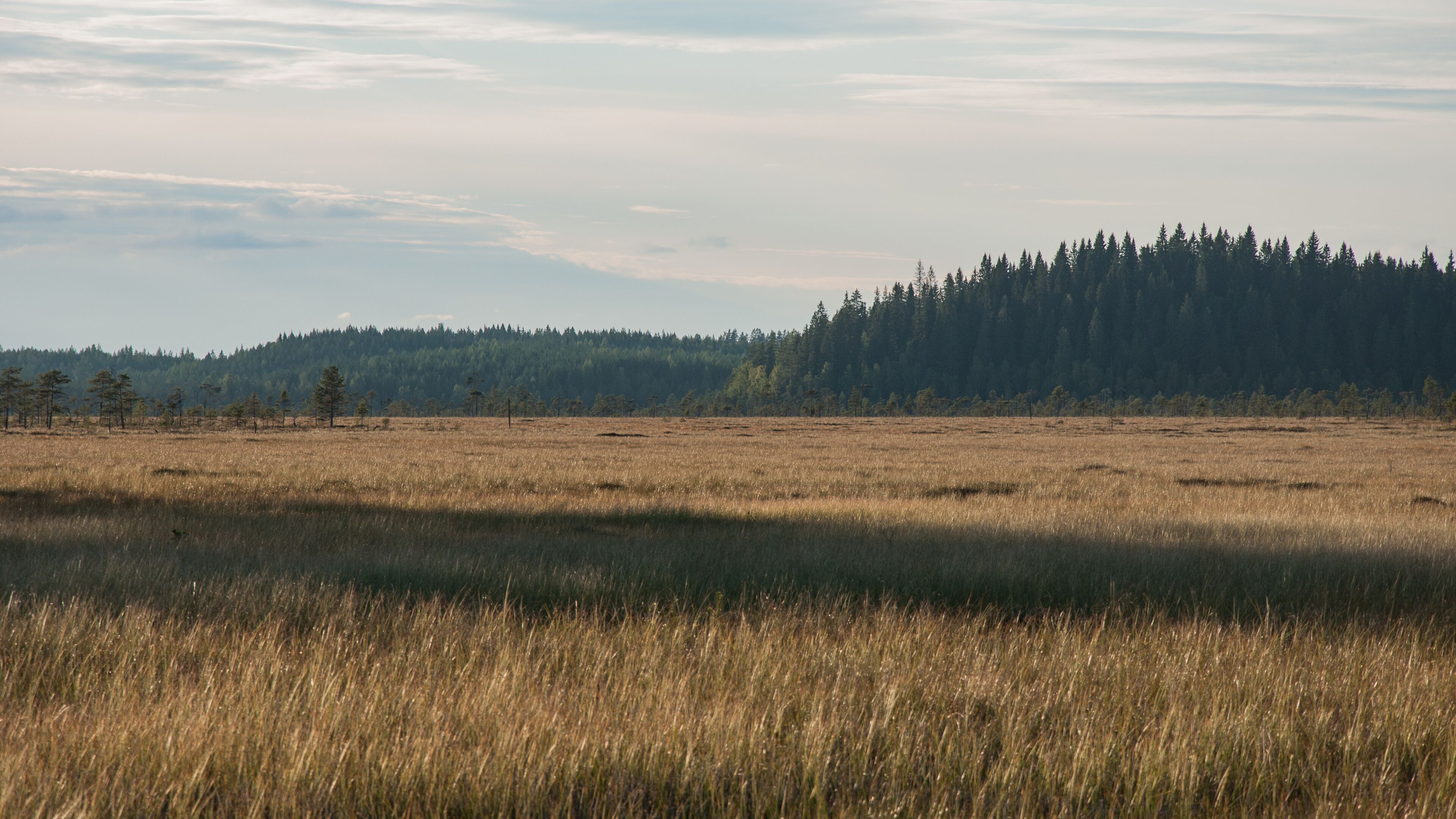 Bog with trees in autumn in Siikaneva, Orivesi, Finland