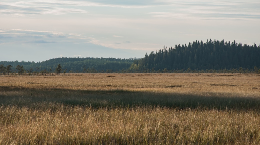 Bog with trees in autumn in Siikaneva, Orivesi, Finland