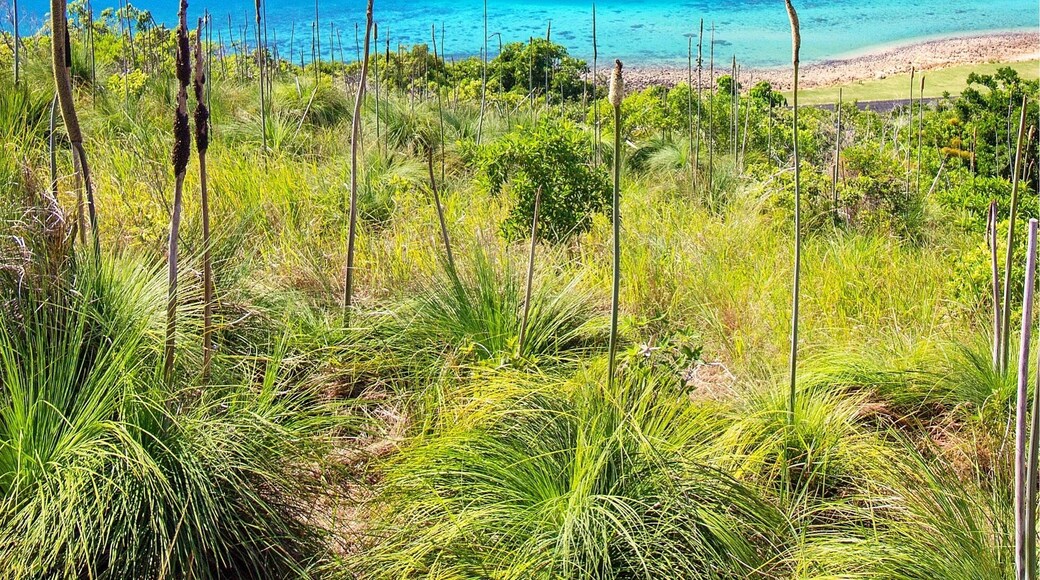 After our snorkel it was time to head off and explore the island. The best way to do this is by hiring a golf buggy. It didn't take long to find a nice vantage point up high with incredible views over the channel between Keswick and St Bees Islands! ☀️🐟🌴😀
@keswickisland #keswickisland #islandairmackay #meetmackayregion #thisisqueensland #seeaustralia #lovethereef
#Blue