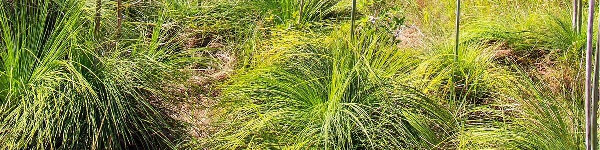 After our snorkel it was time to head off and explore the island. The best way to do this is by hiring a golf buggy. It didn't take long to find a nice vantage point up high with incredible views over the channel between Keswick and St Bees Islands! ☀️🐟🌴😀
@keswickisland #keswickisland #islandairmackay #meetmackayregion #thisisqueensland #seeaustralia #lovethereef
#Blue