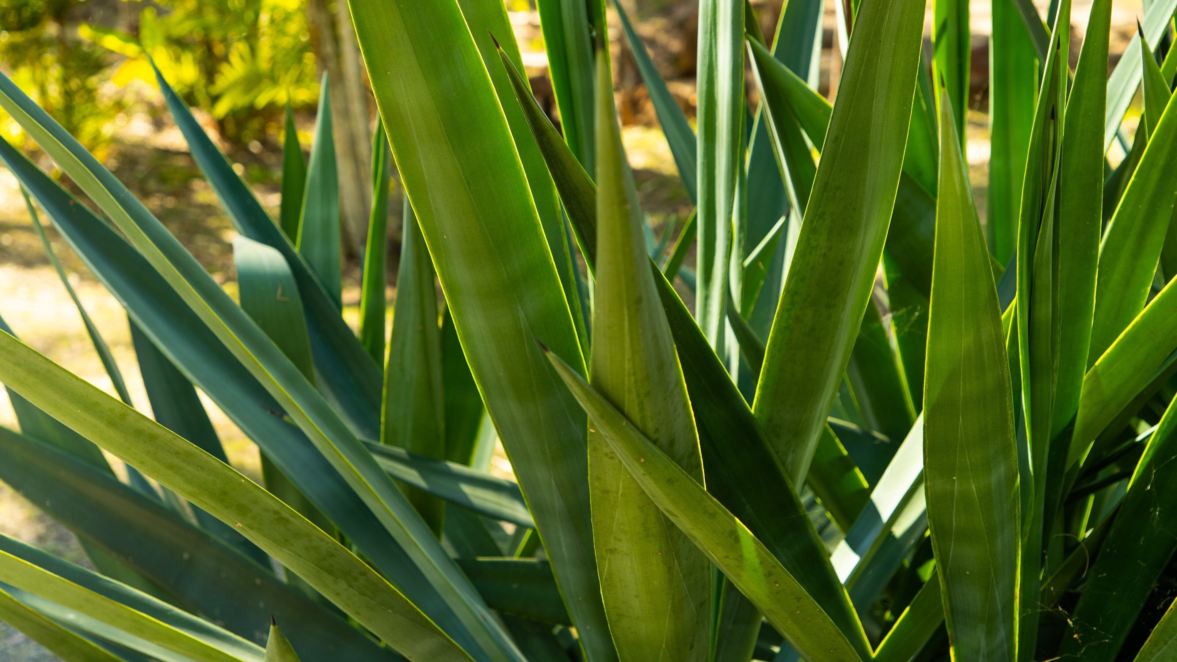 Aboriginal Dreamtime Cultural Centre which includes a park