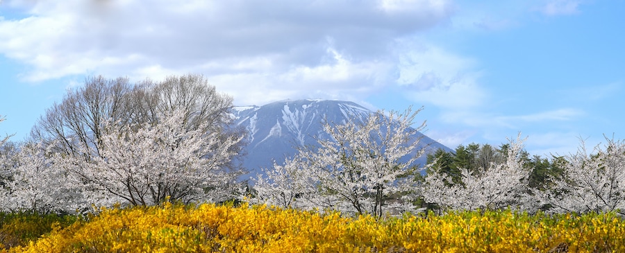 A mountain with snow-capped peaks, cherry blossom trees, and yellow flowers in the foreground.