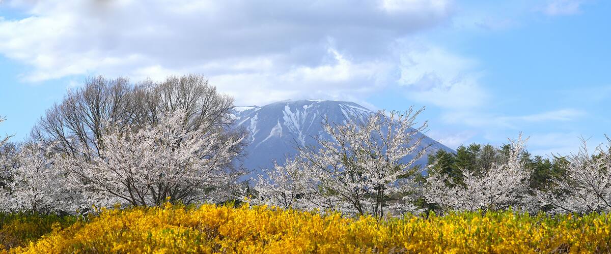 A mountain with snow-capped peaks, cherry blossom trees, and yellow flowers in the foreground.