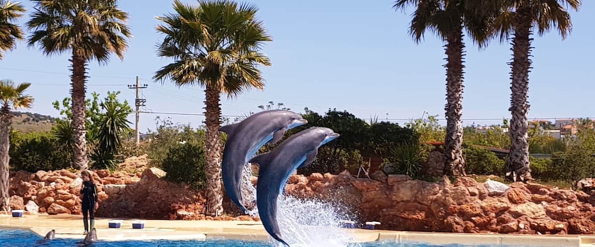 Dolfin show