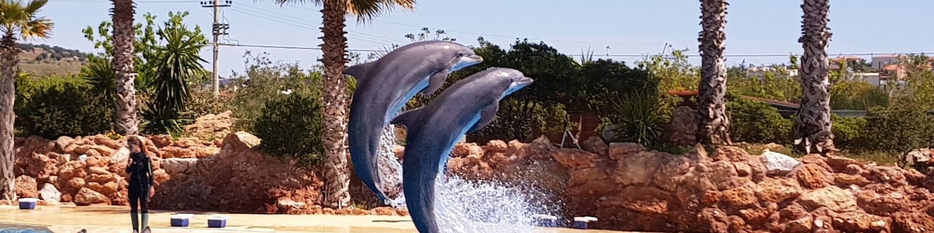 Dolfin show