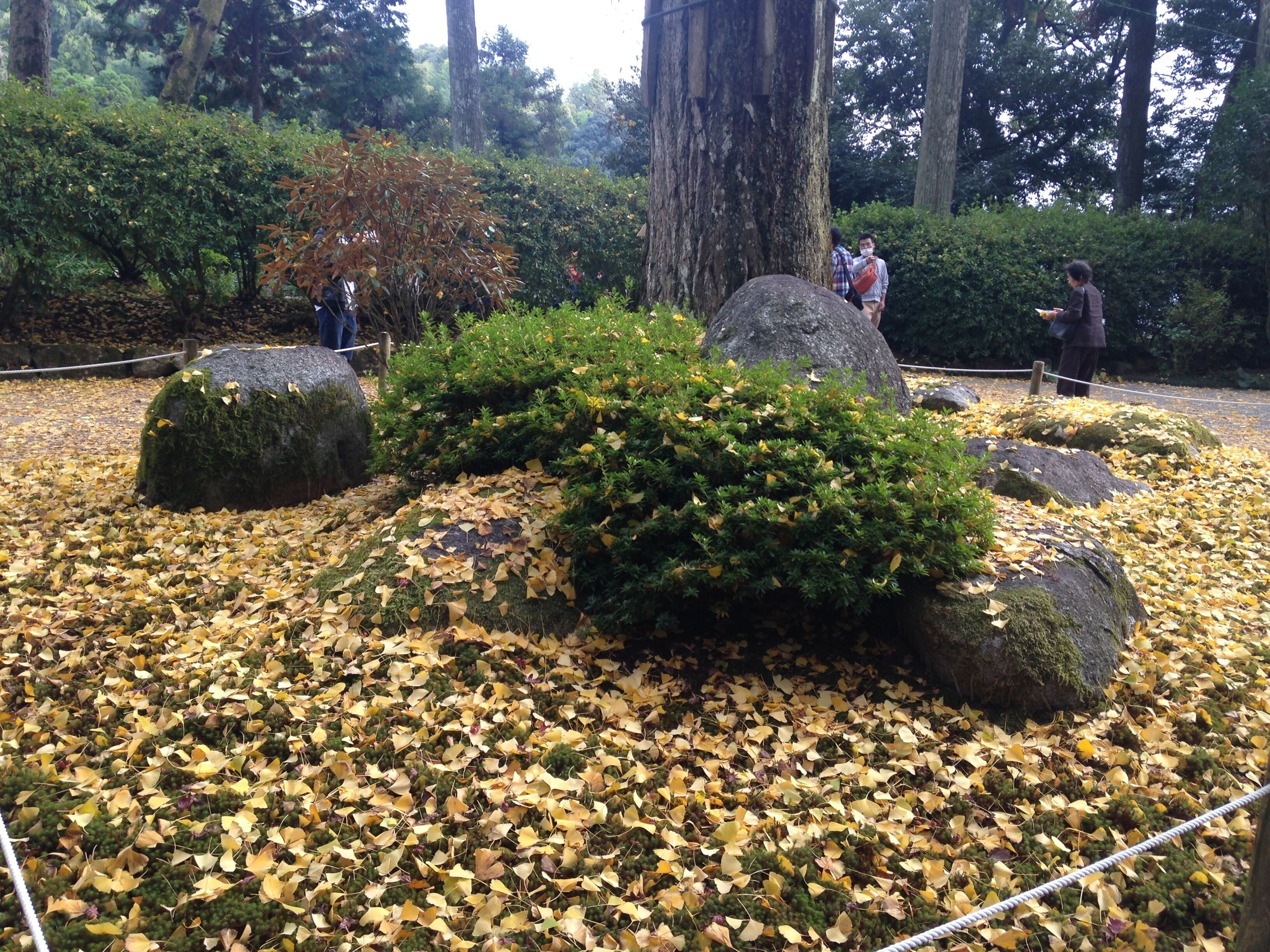 大興善寺・イチョウの落ち葉