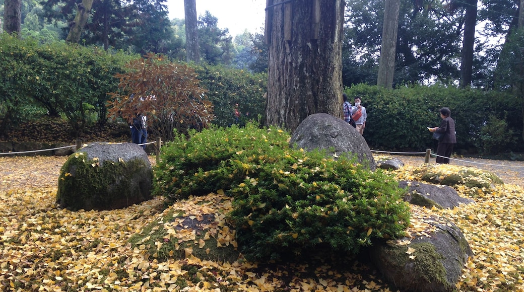 大興善寺・イチョウの落ち葉