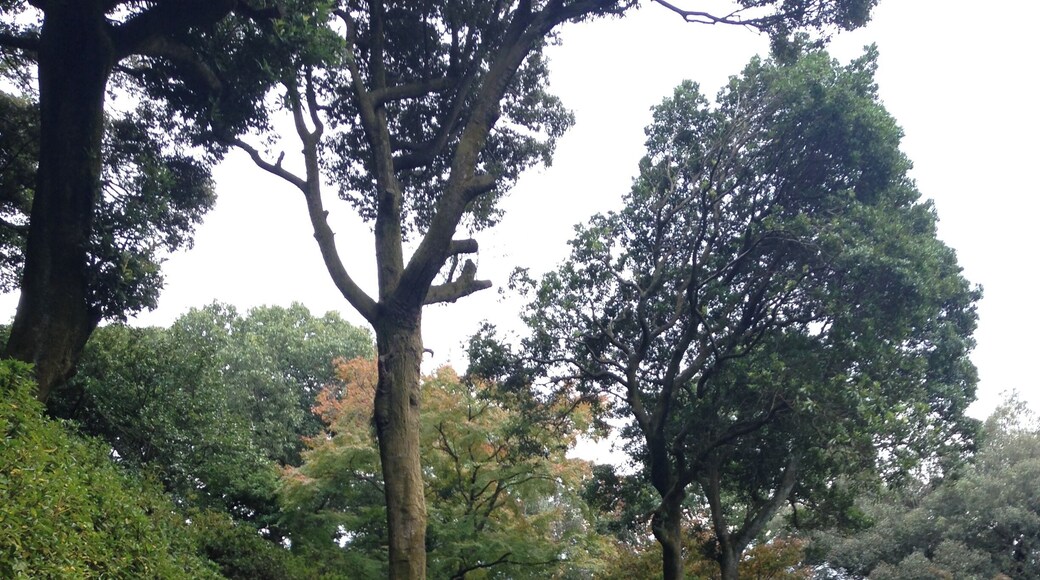 ๅคง่ๅๅฏบใปๅฅๅใฎๆฏ่ฒ