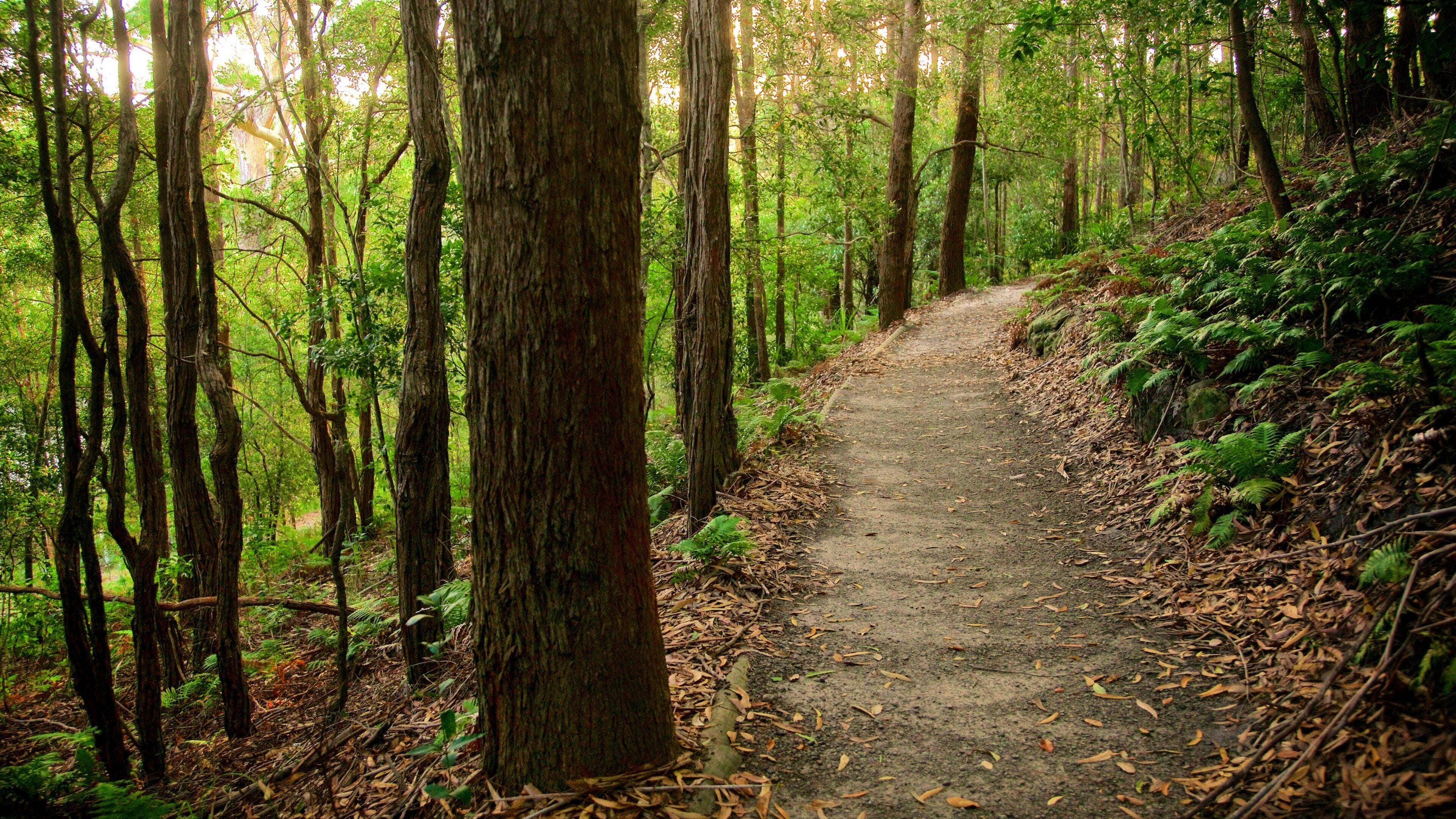Booderee National Park which includes forest scenes