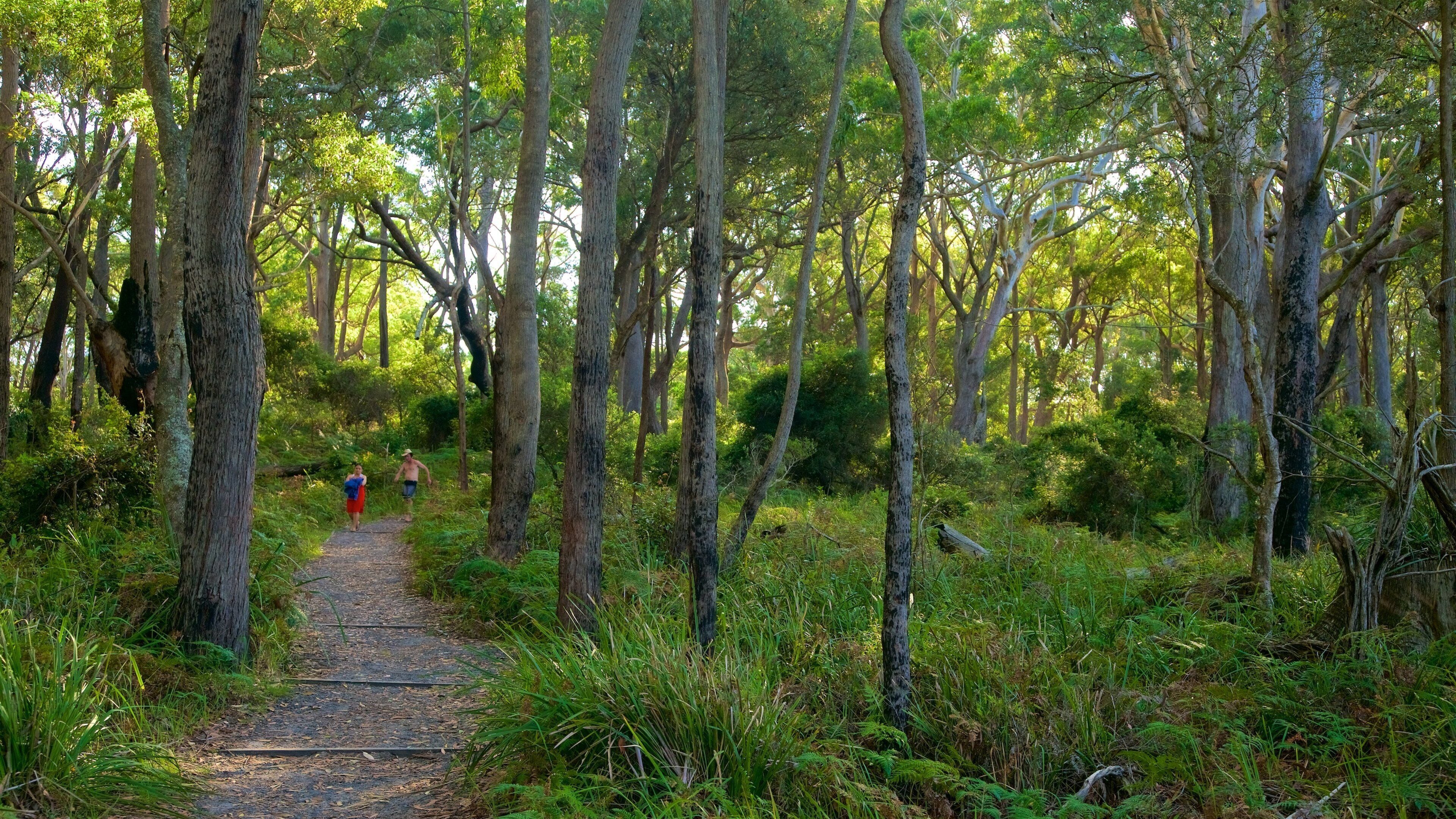 Un sentier forestier bordé de grands arbres et d’une végétation dense.