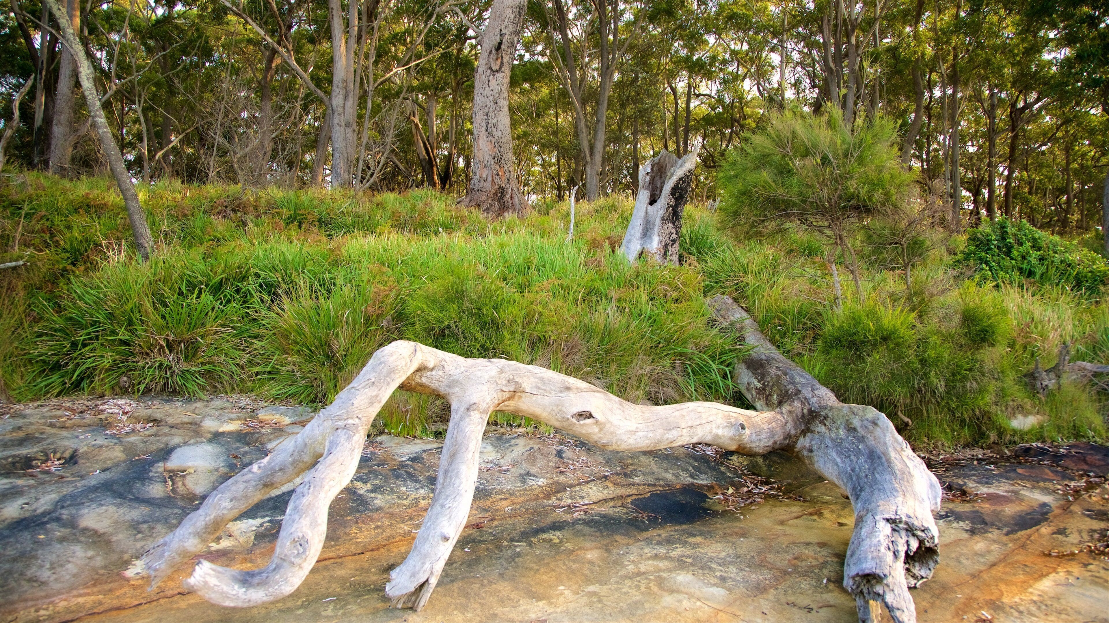 Booderee National Park showing tranquil scenes