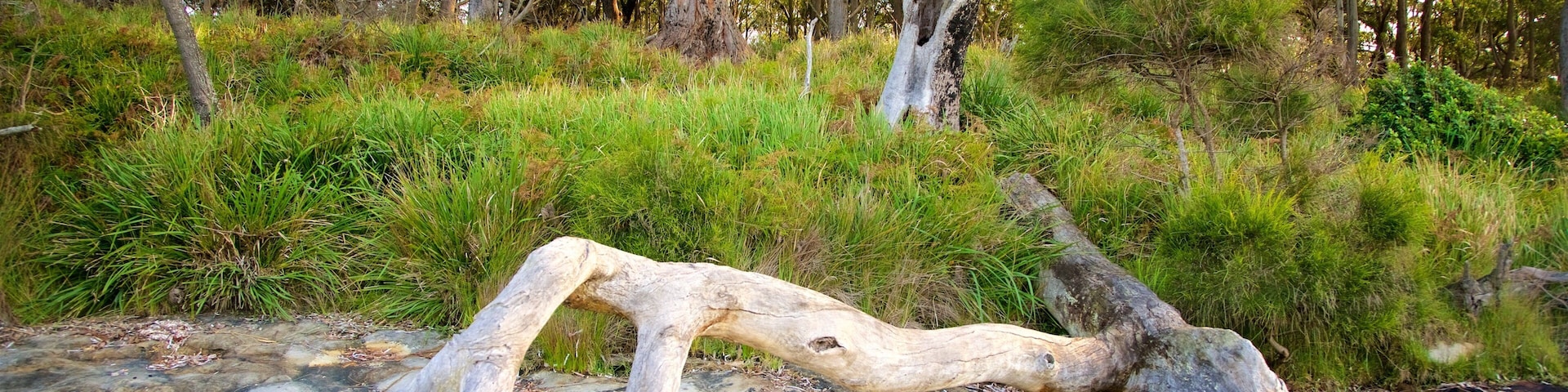 Uma árvore caída em uma floresta, com grama verde e árvores ao fundo.