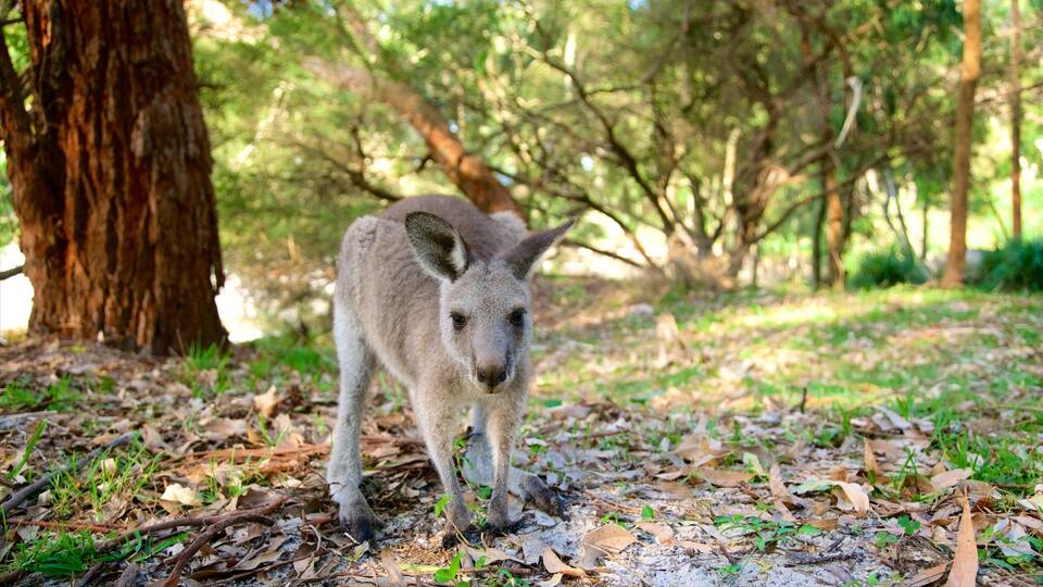 A young kangaroo in a forest with a large tree and leaf-covered ground.