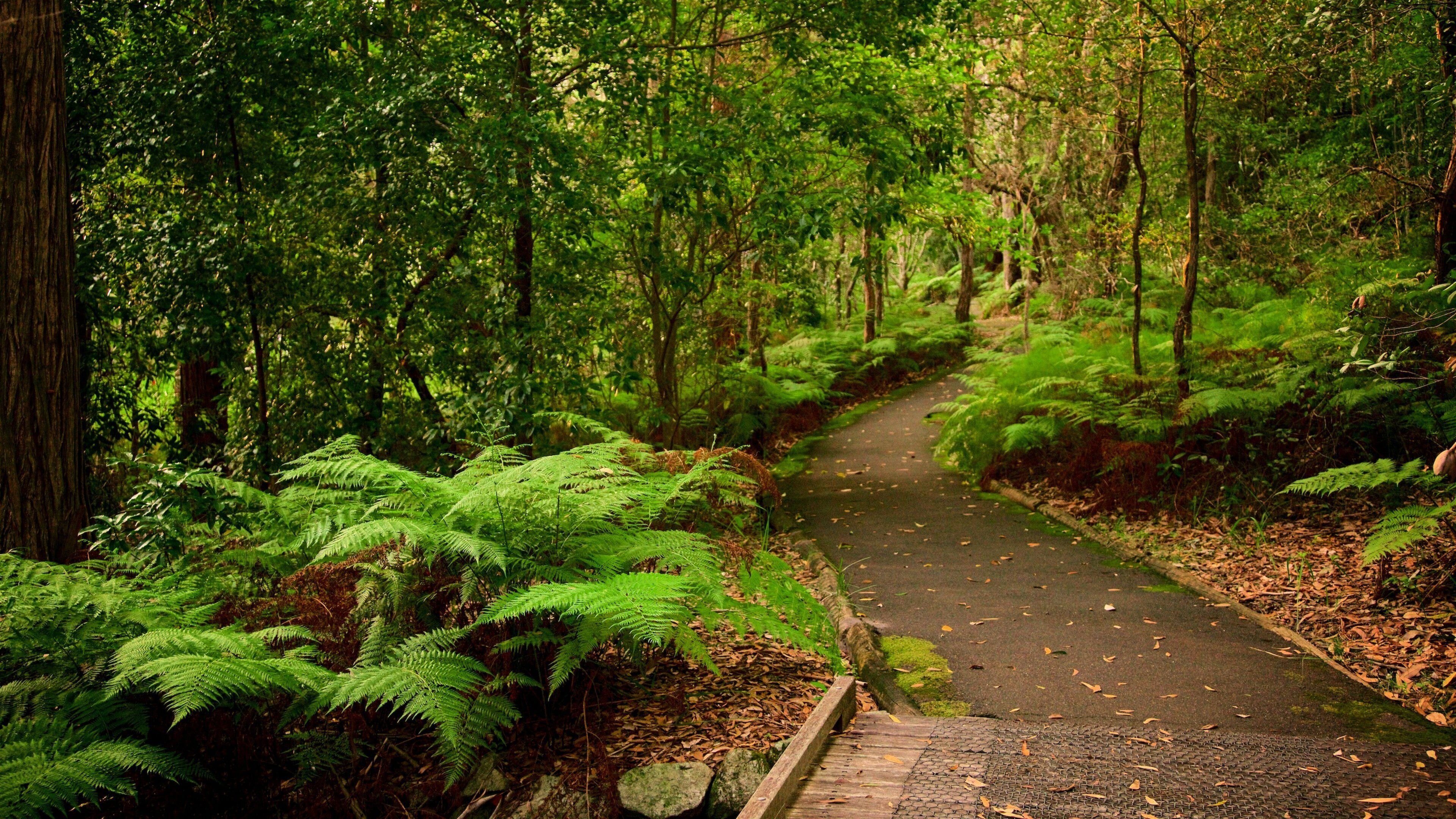 Booderee National Park showing forest scenes