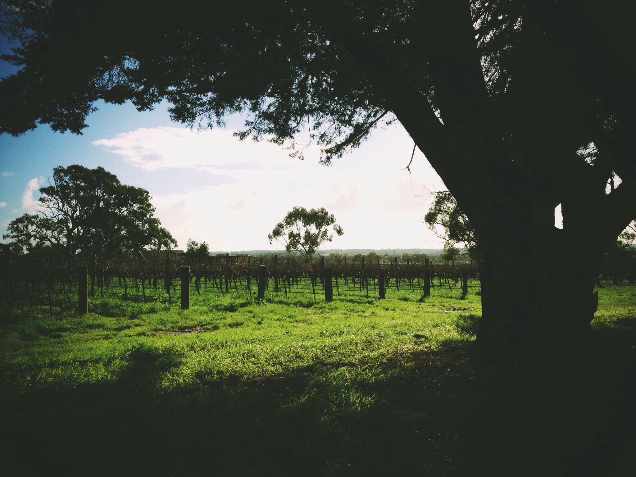 Vineyards in Willunga, South Australia 