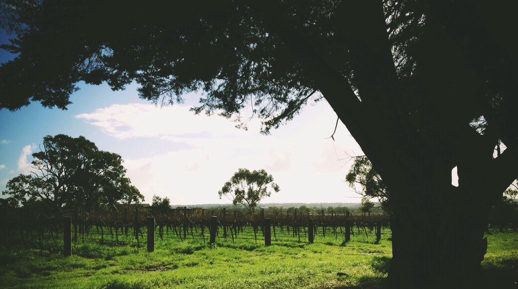 Vineyards in Willunga, South Australia