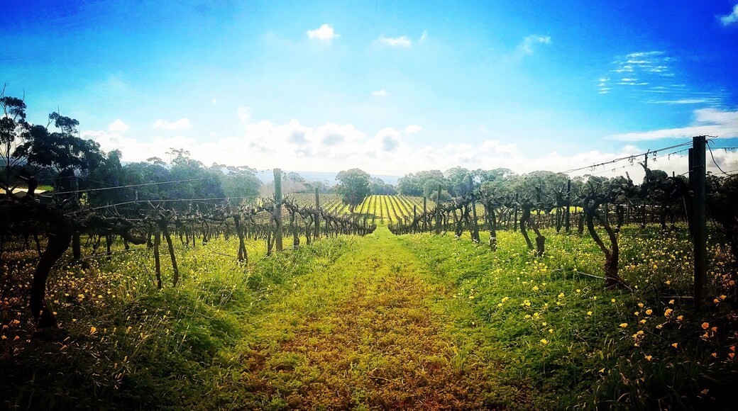 Vineyards in South Australia during winter #wine #winery -#winetour #wineregion #vineyard