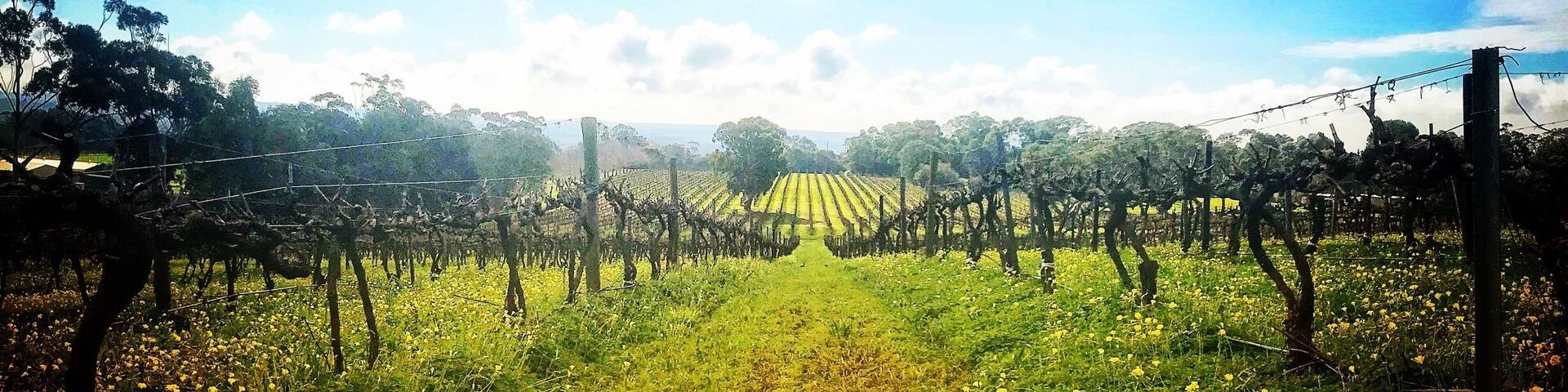 Vineyards in South Australia during winter #wine #winery -#winetour #wineregion #vineyard