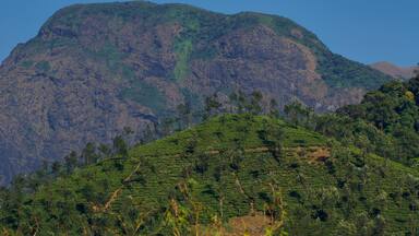 Tea plantation of Valparai