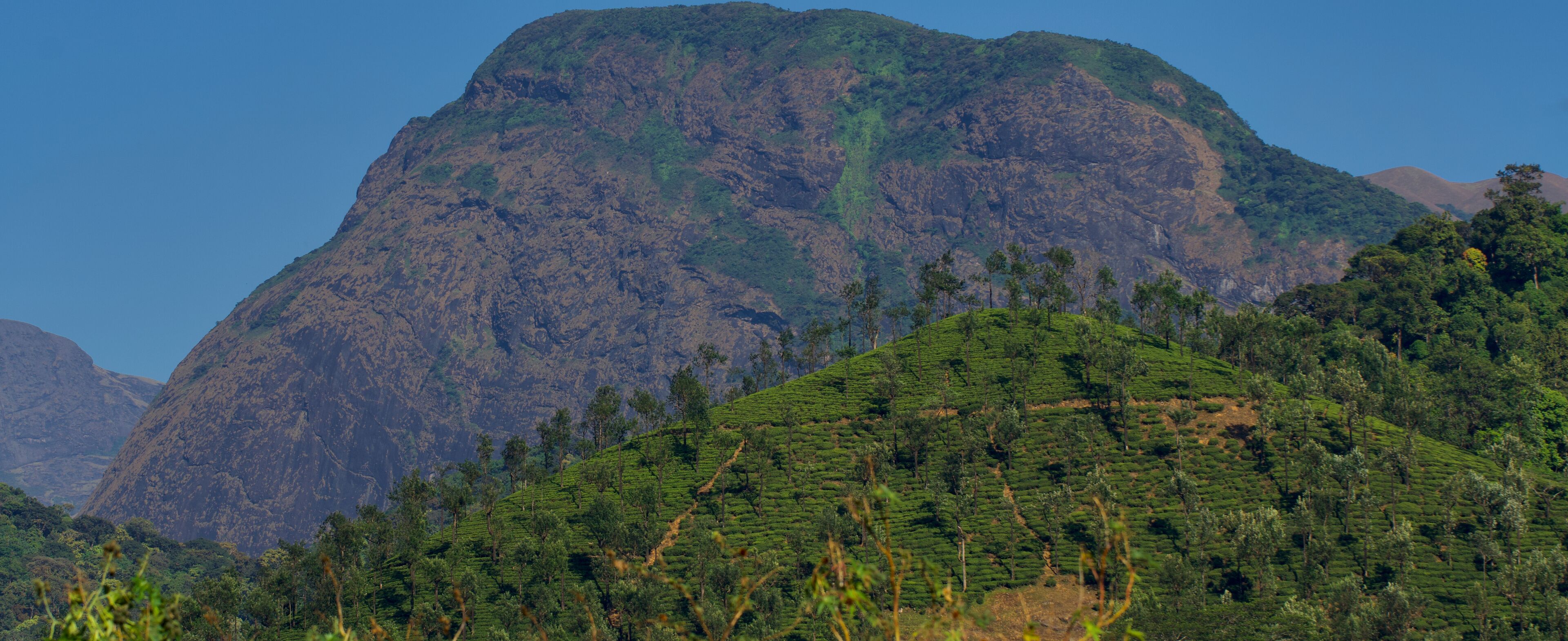 A mountainous landscape with terraced tea plantations.